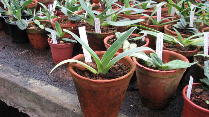 Paphiopedilum Bucolic Day x Paphiopedilum Pacific Shamrock 'Hsiao'.jpg
