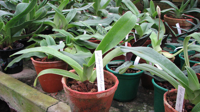 Paphiopedilum Hung Sheng Curet × Emerald Sea.jpg