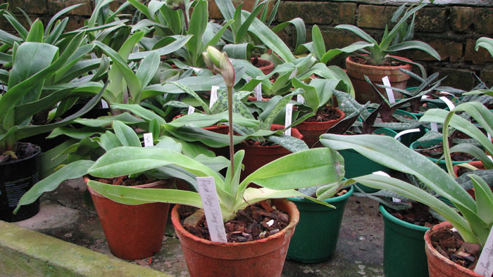 Paphiopedilum Hung Sheng Curet × Enzan Fruit.jpg