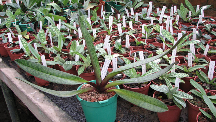 Paphiopedilum Redhawk 'Tris' x Paphiopedilum Saint Swithin 'InCharm'.jpg