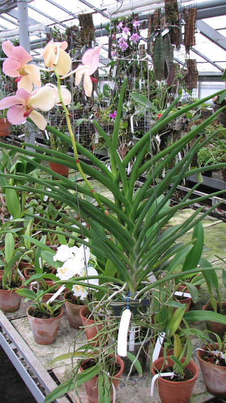 Vanda Merv L Velthuis x Ascocenda Butterfly.jpg