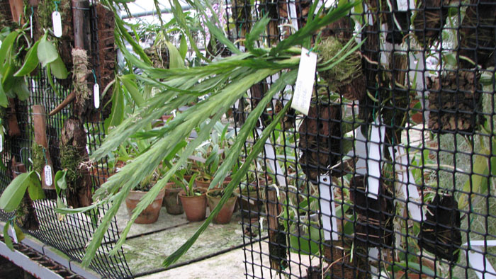 Lockarthia oerstedii.jpg