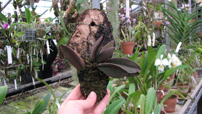 Trichocentrum tigrinum.jpg