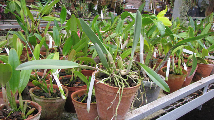 Brassavola glauca.jpg