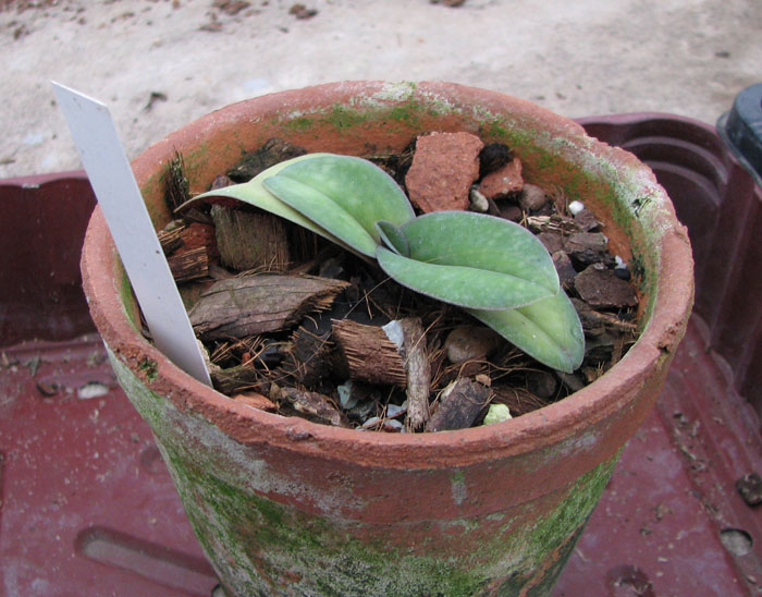 Paphiopedilum godefroyae.jpg
