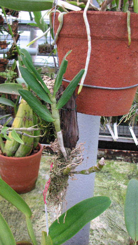 Dendrobium  Stardust Oranqe.jpg