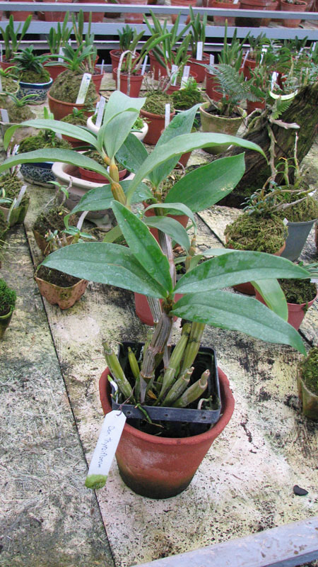 Dendrobium  trhyrsiflorum.jpg