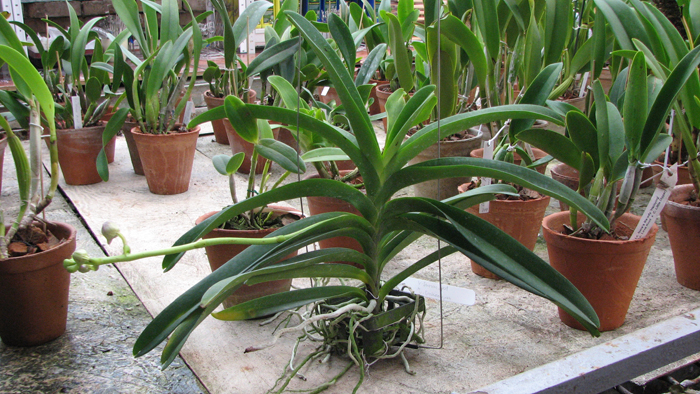 Ascocenda Sumon Spot x Vanda Srakaew.jpg