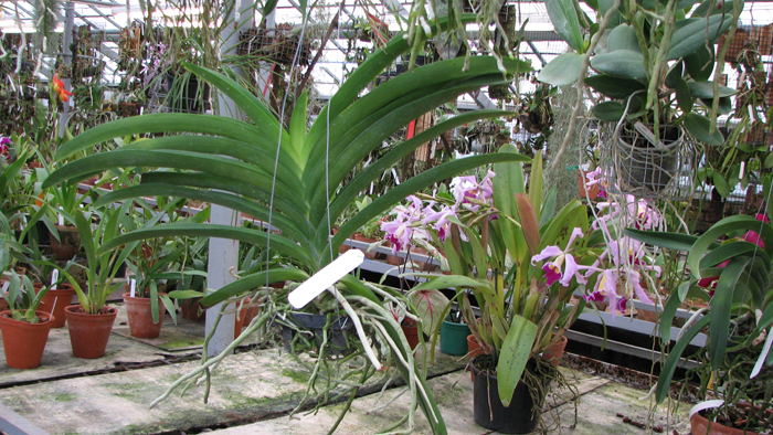 Фото орхидеи Vanda Pranermprai x Ascocenda Phairot x Ascocenda Varut Fushia