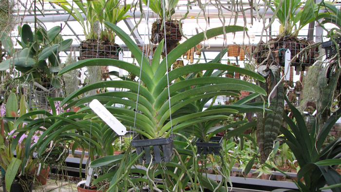 Фото орхидеи Ascocenda Somsri Gold