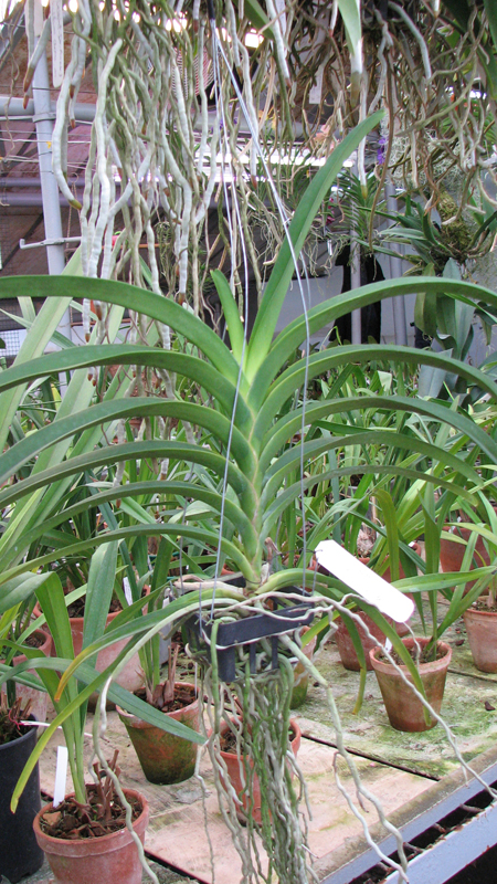 Фото орхидеи Vanda sanderiana x Vanda Pimchai Beauty