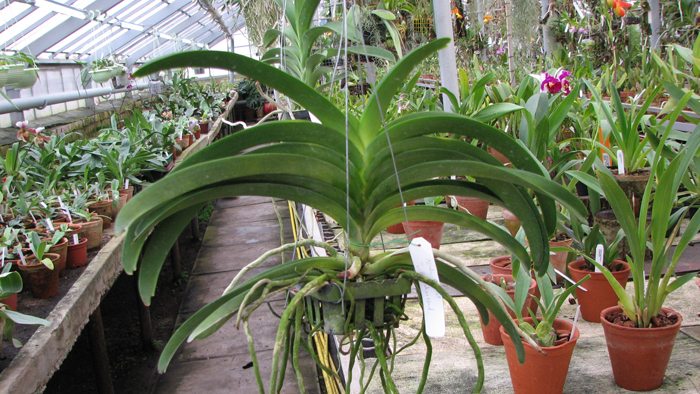 Ascocenda Phairot x Vanda Boonchoosand.jpg