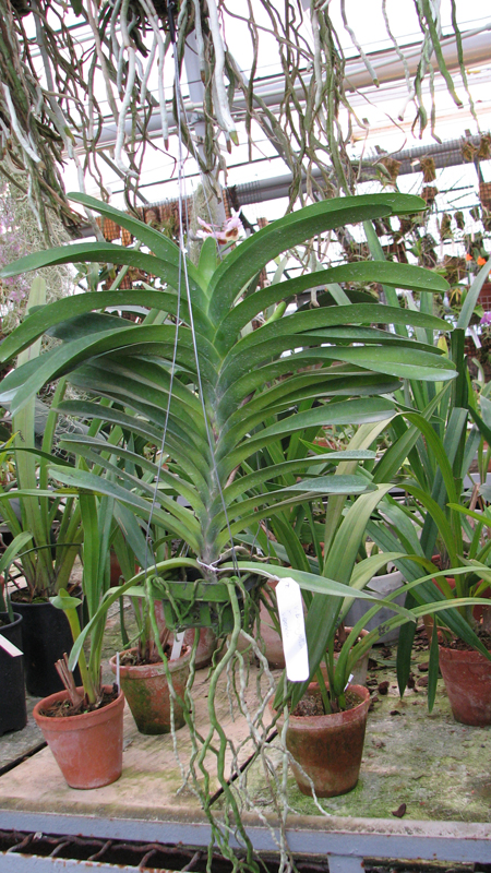 с цветоносом