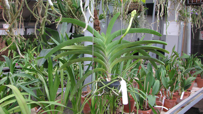 Vanda Sankhamphaeng x Vanda Patcharee's Delight.jpg