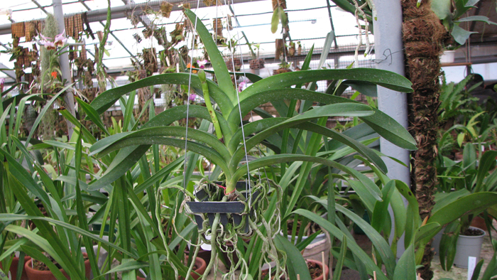 с цветоносом