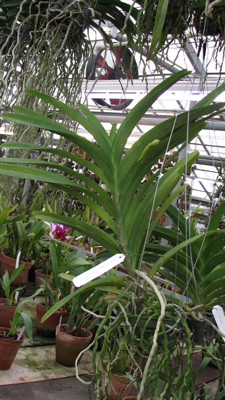 с цветоносом