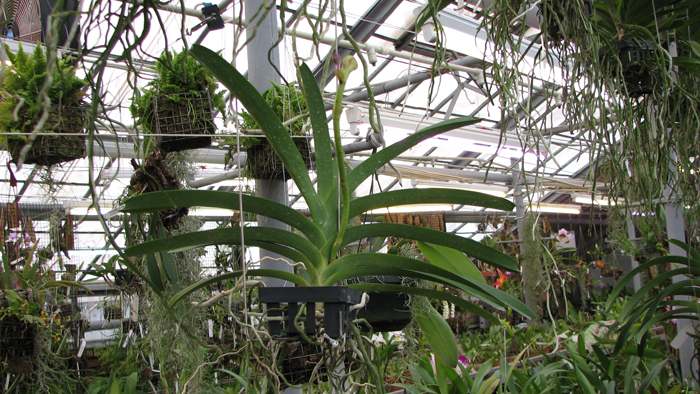 с цветоносом