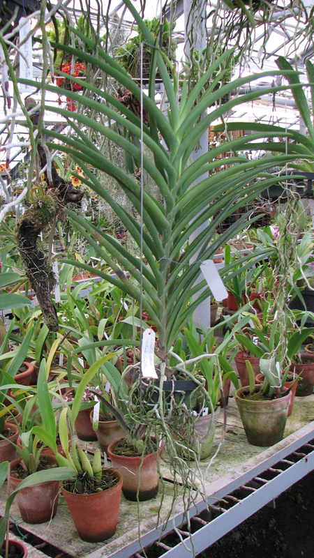 2 растения в корзинке, с цветоносом