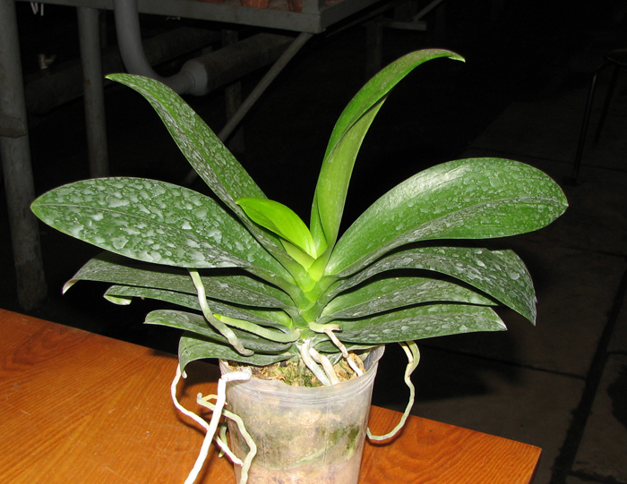Doritaenopsis Sogo Gotris.jpg
