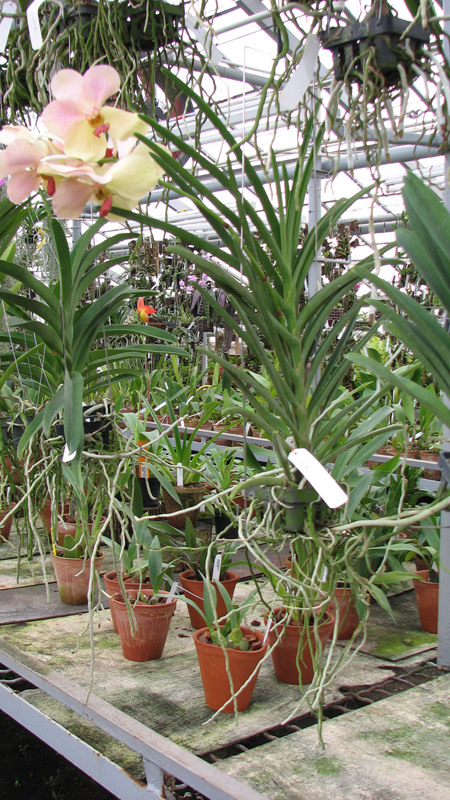 Фото орхидеи Vanda Merv L Velthuis x Ascocenda Butterfly