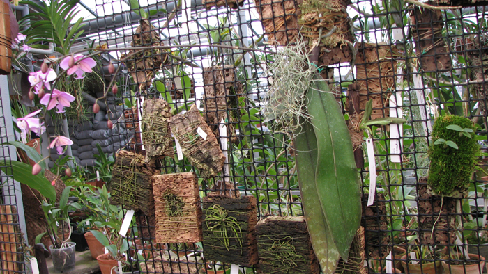 Phalaenopsis schilleriana.jpg