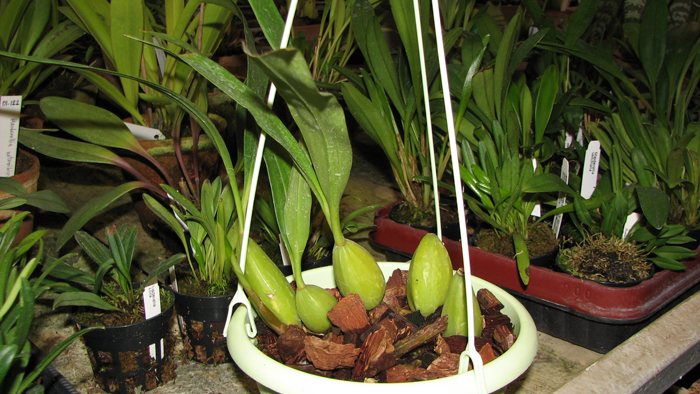 Coelogyne cristata maxima.jpg