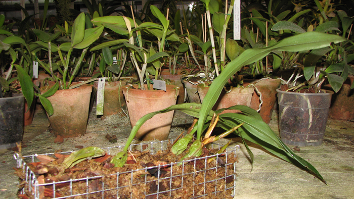 cristata var hololeuca.jpg