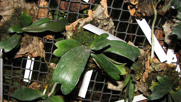 Aerangis biloba.jpg