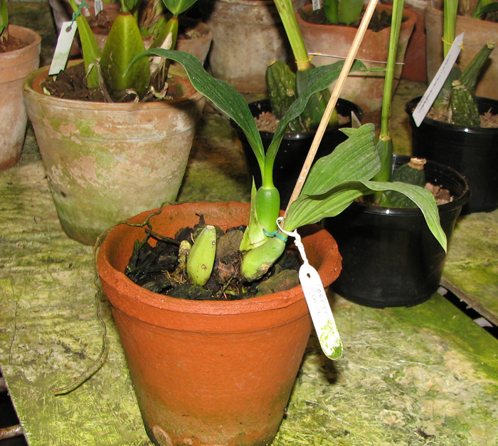 Coelogyne sparsa.jpg