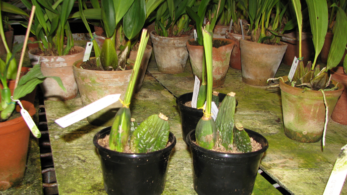 Lycaste Shonan Harmony x Lycaste Auburn.jpg