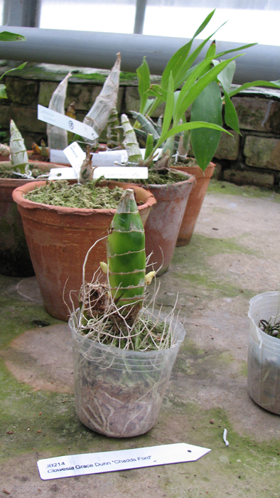 Clowesia Grace Dunn ' Chads Ford '.jpg