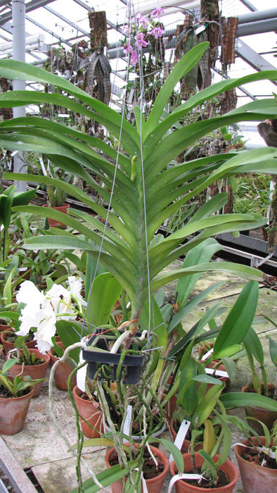 Vanda Sansai Blue.jpg