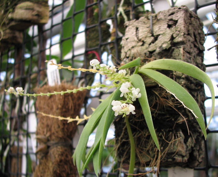 Ornithocephalus inflexus.jpg