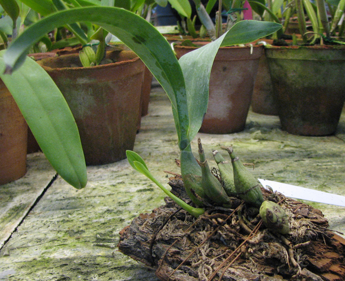 Prosthechea vitellina.jpg