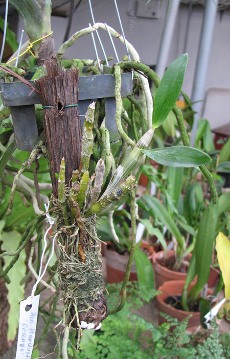 Dendrobium Stardust 'Orange.jpg