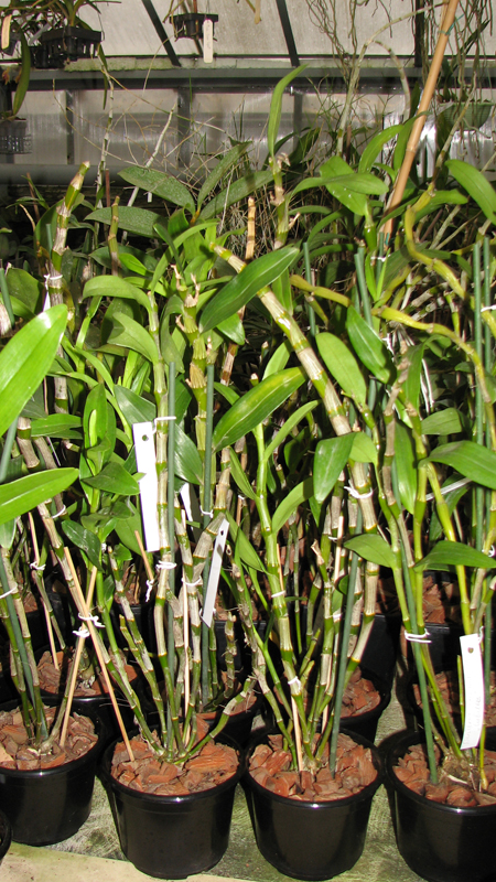 Dendrobium nobile.jpg