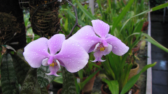 Phalaenopsis schilleriana.jpg