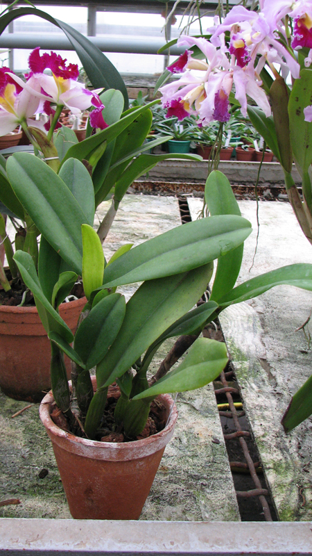 Laeliocattleya Chan Hsiu Jewel 'San Mei'.jpg