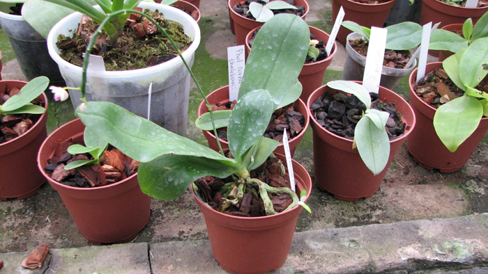 Kingidium decumbens.jpg