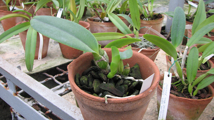 Cattleya labiata var semi-alba.jpg