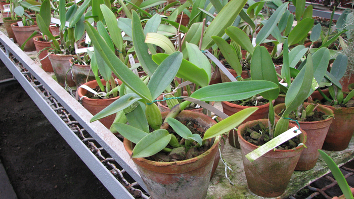Cattleya labiata caerulescens 'Da Norma Dreher' x SELF.jpg