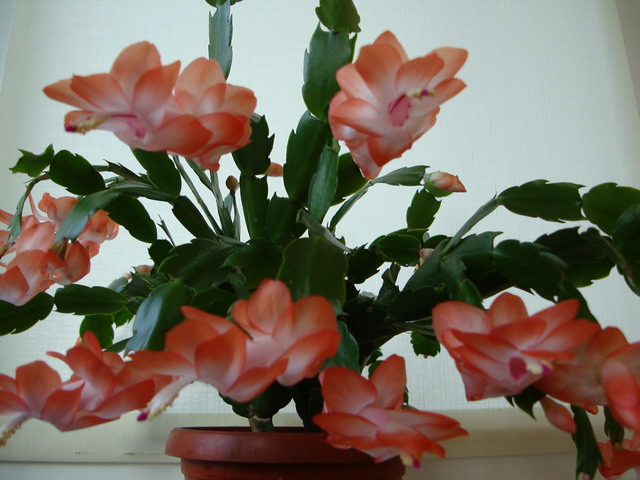 Оранжевая поздняя