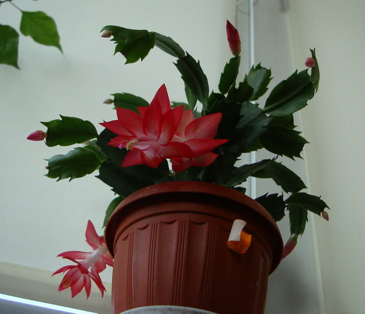 разновидность красной