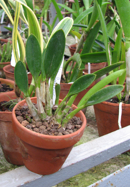 Laelia fournieri.jpg
