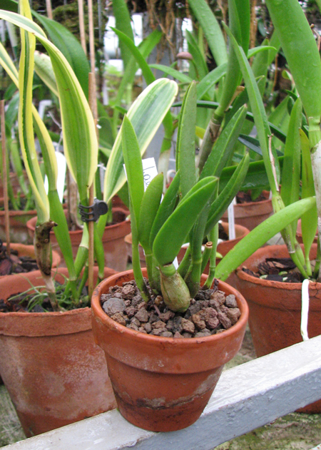 Laelia lucasiana.jpg