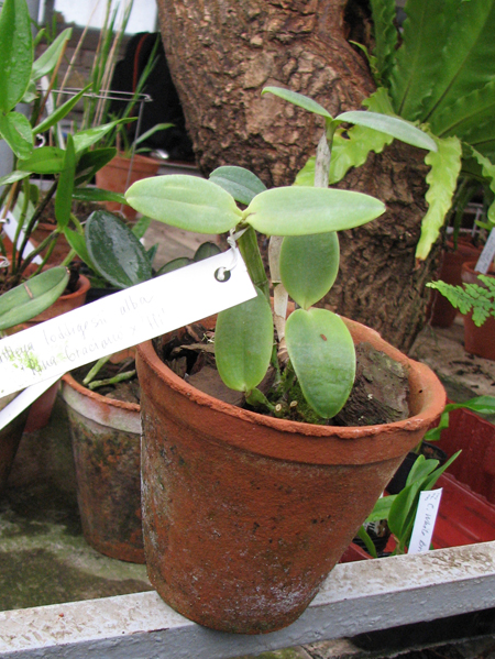 Cattleya loddigesii alba 'Rina Graciano Brizola' x Cattleya loddigesii alba 'HI'.jpg