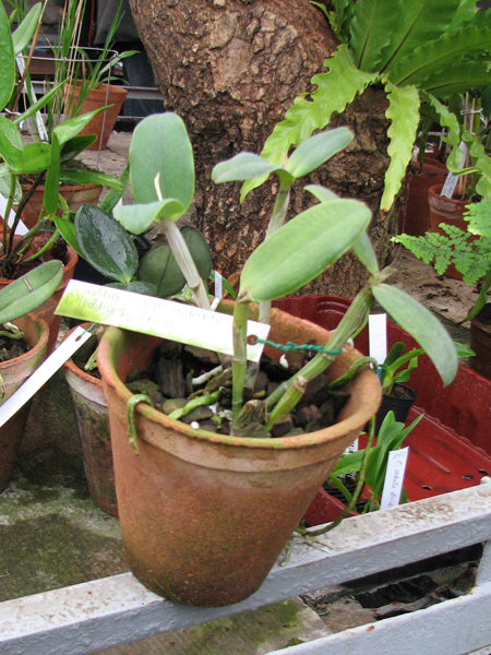 Cattleya loddigesii tipo 'Gigante' x Cattleya loddigesii 'Erica'.jpg