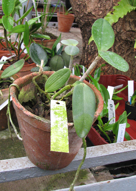 Cattleya loddigesii punctata 'AWZ' x Cattleya loddigesii punctata 'Marreco'.jpg
