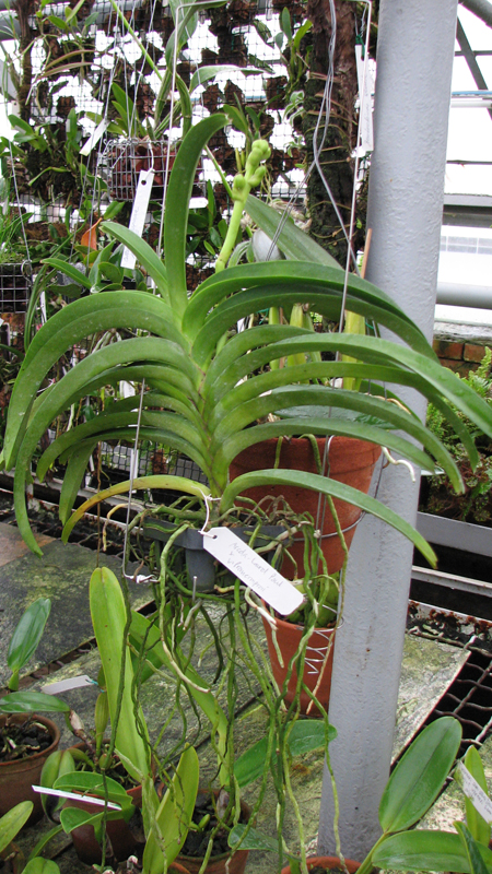 Ascocenda Laurel Paul x Vanda Pranermprai.jpg