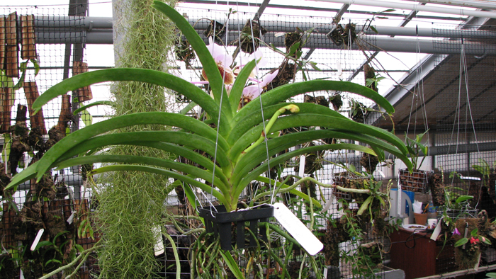 Vanda Kultana Gold x Vanda Lourdes Apostal.jpg